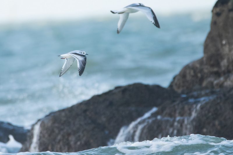 Mouettes pygmée et tridactyle